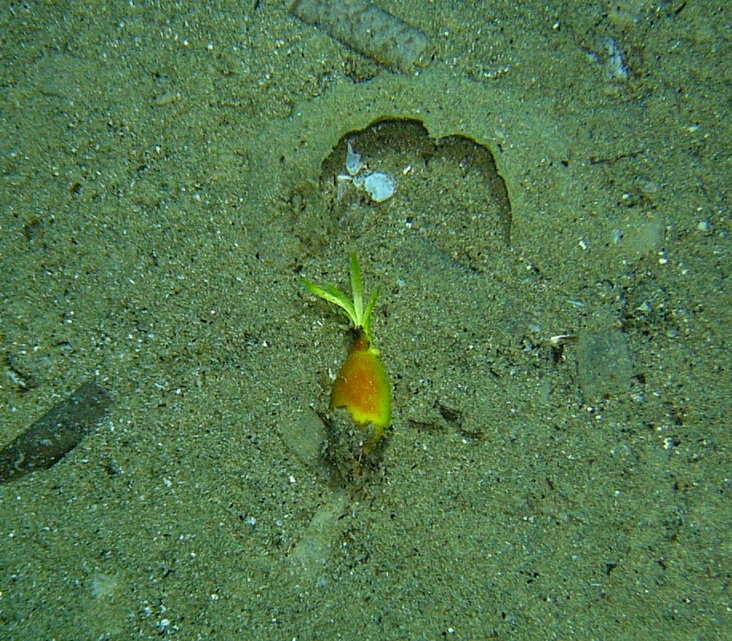 La Posidonia oceanica